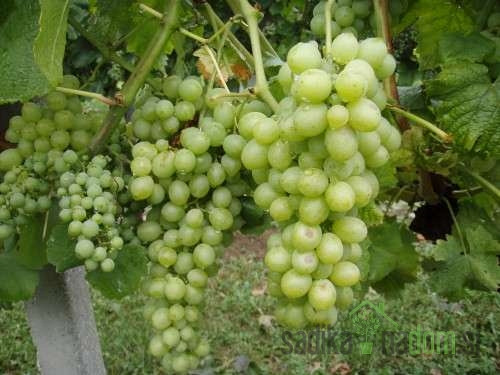 Trta Kraljica vinograda